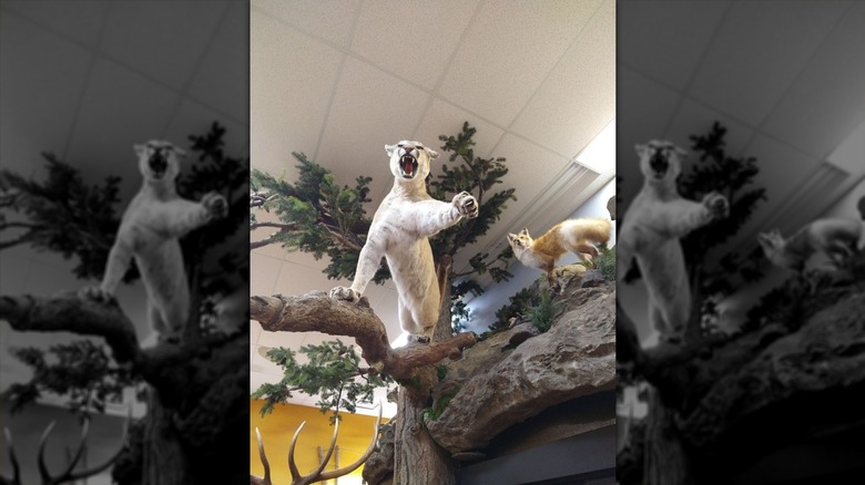 A taxidermied bobcat in an aggressive pose set on a log on a high shelf with a taxidermied fox to its right
