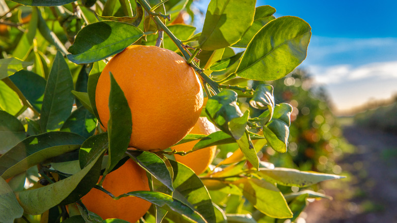 Ripe oranges on a tree in an orange grove