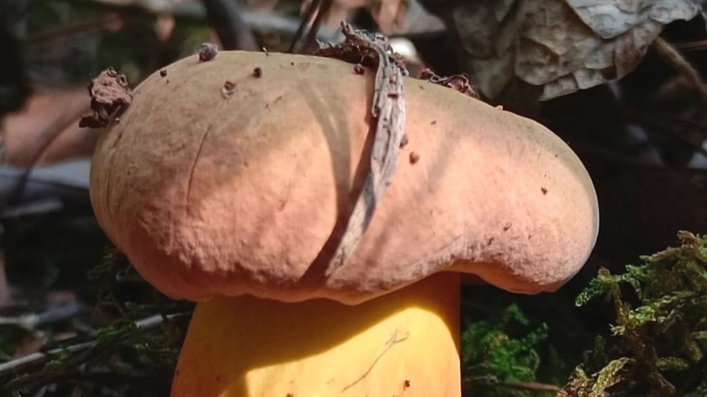 A Jian shou qing mushroom in a forest in Yunnan, China
