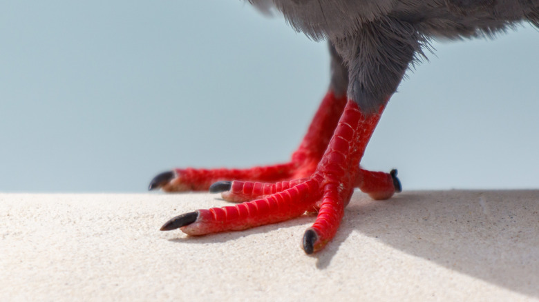 A close-up of red bird feet with black claws