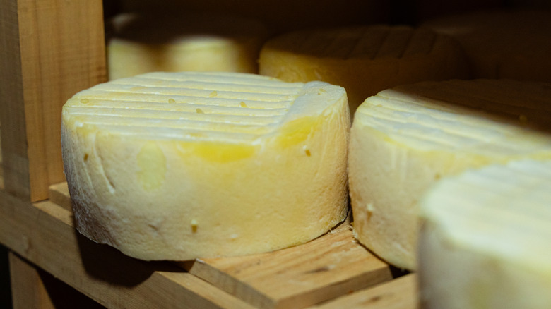 Cheese wheels on a wooden shelf