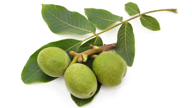 Unripe green walnuts