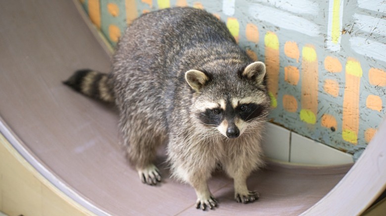 A raccoon standing on an exercise wheel