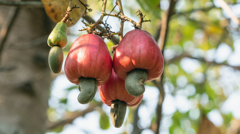 Cashew apples on tree