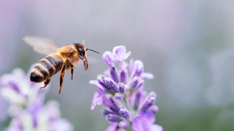 A honey bee preparing to pollinate a purple flower.