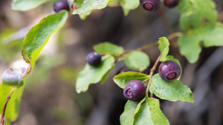 Huckleberries growing in a bush