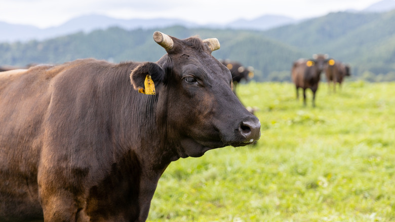 Kuroge cow grazing in Japan.