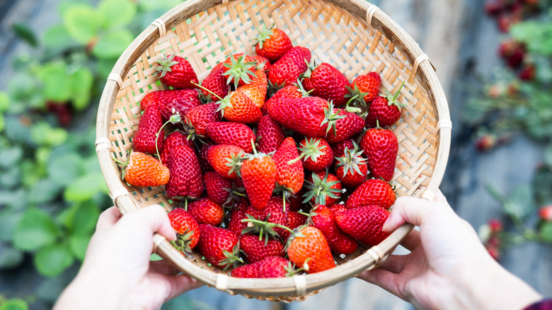 Hands holding woven round basket filled with strawberries in a garden.