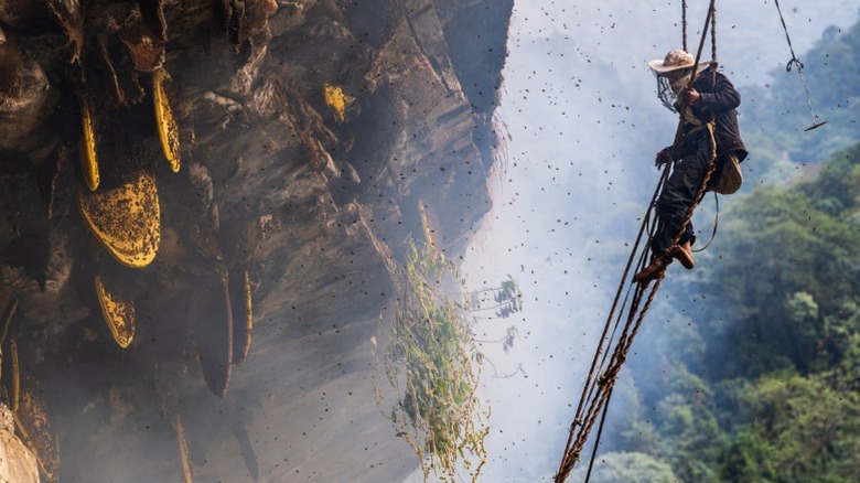 A harvester of mad honey scaling a cliffside to reach hives.
