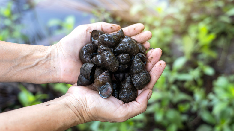 Hands holding a batch of freshly caught snails.