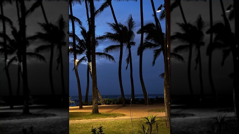 A view from Mama's fish house, with palm trees and ocean