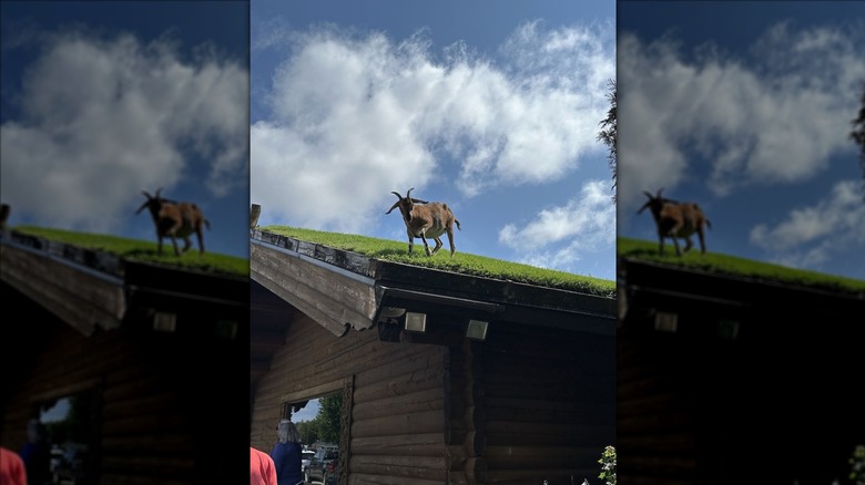 A brown goat on a grass-lined roof of a log cabin-style building