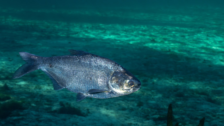 A single shad fish swimming in the water