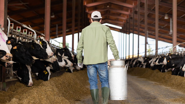 A farmer on a dairy farm.