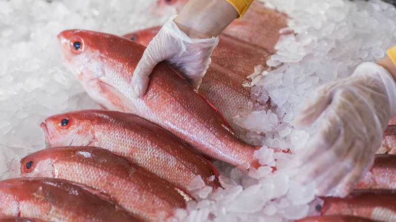 Hand reaching for whole red snapper on ice at fish market