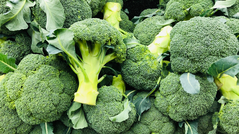 Pile of whole fresh broccoli stalks