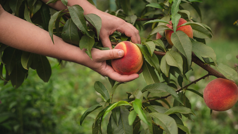hands pick fresh peach off of peach tree