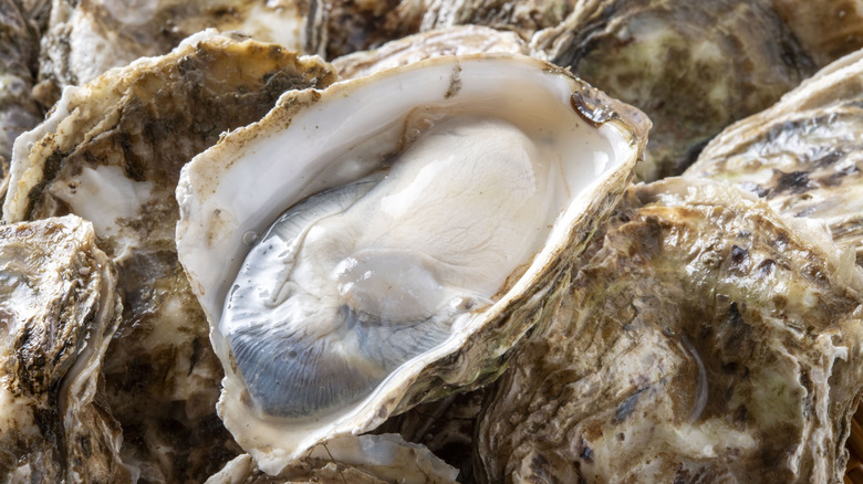 Raw oyster on the half shell on top of unshucked oysters