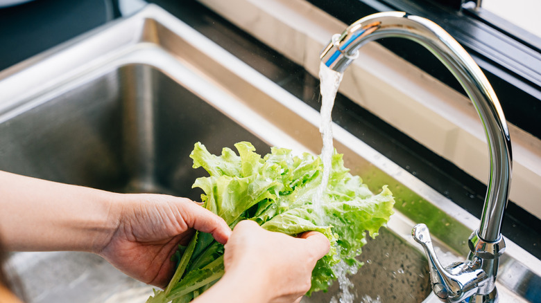 Washing lettuce under the tap.