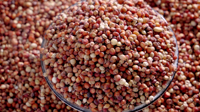 Sorghum grains in a bowl