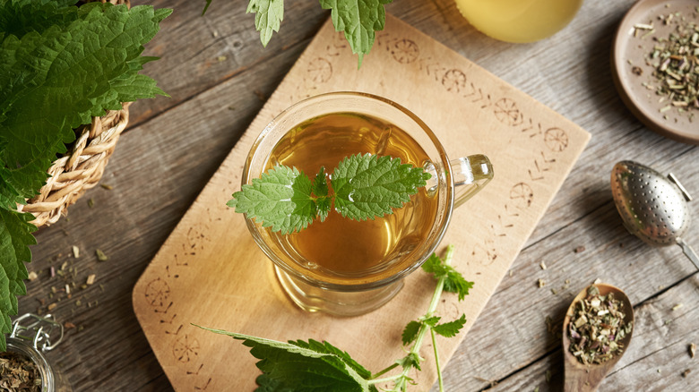 Top view of nettle tea in glass cup surrounded by fresh and dried nettles