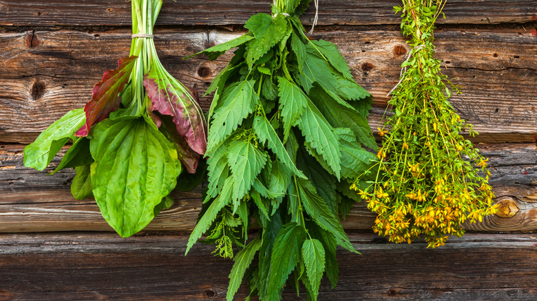 Bunches of nettles and herbs on wooden background