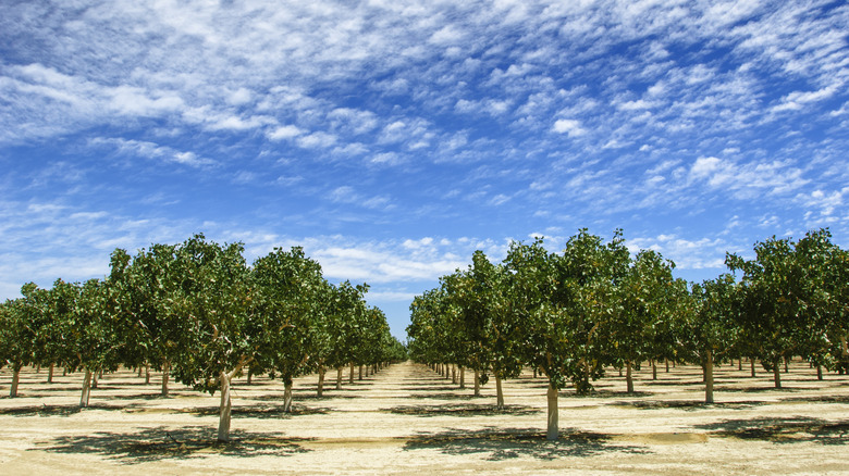 Pistachio orchard in California's Central Valley
