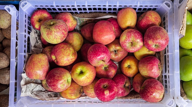 A tub of Honeycrisp apples ready for sale