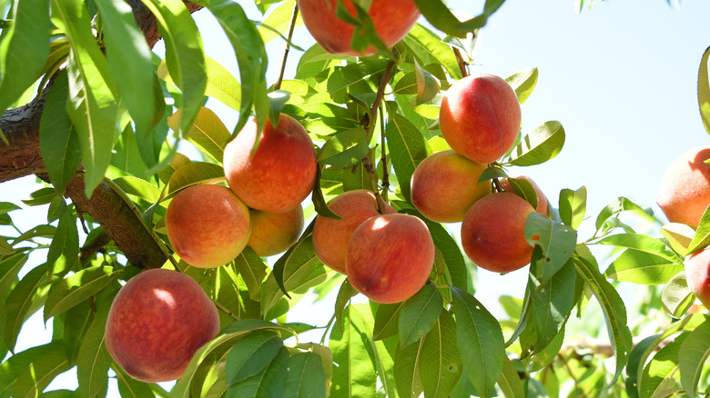 Ripe peaches growing on tree