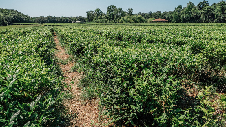 tea plants growing at The Charleston Tea Garden