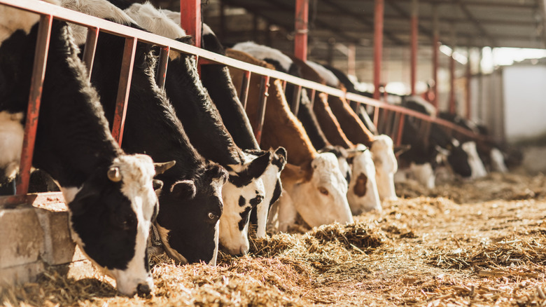 Cattle eating on cattle farm