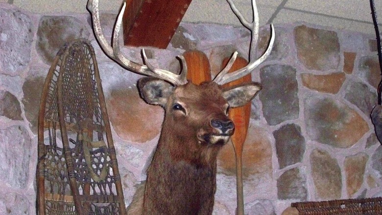 Animatronic trophy head Bugaboo Creek Steakhouse
