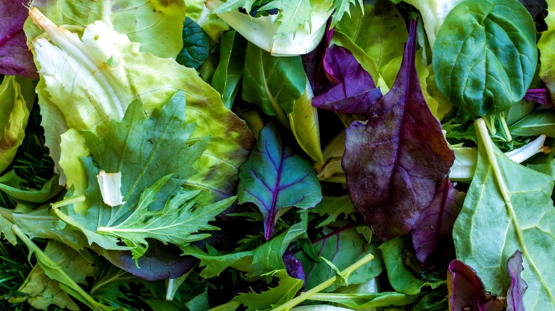 A variety of green and purple lettuce leaves