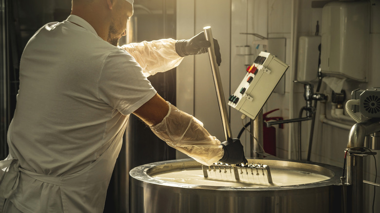 A man in white cutting cheese curds in a vat using a specialized tool