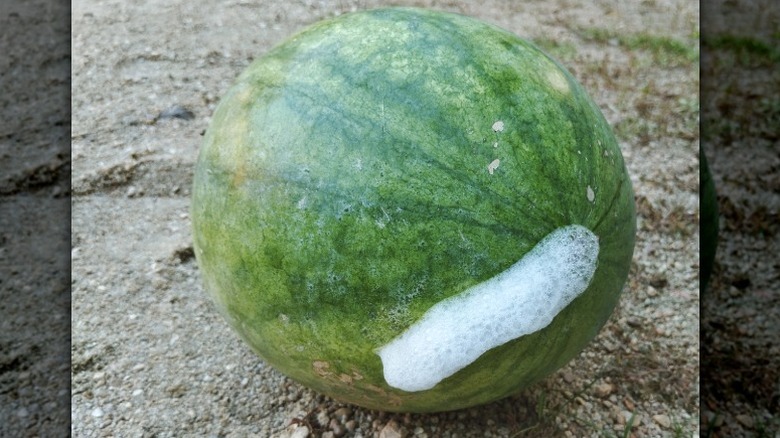 a whole watermelon on the ground oozing a white foam