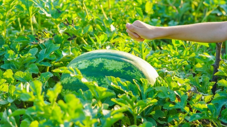 a hand reaches out to knock on a watermelon growing in a field