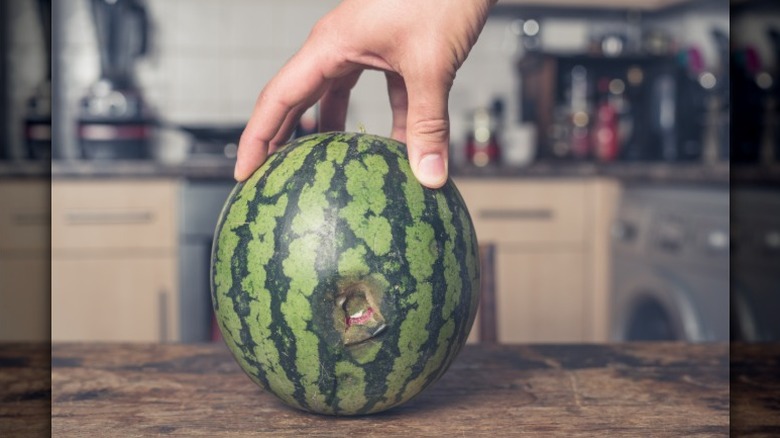 a hand holds a watermelon with a rotting hole upright on a kitchen counter