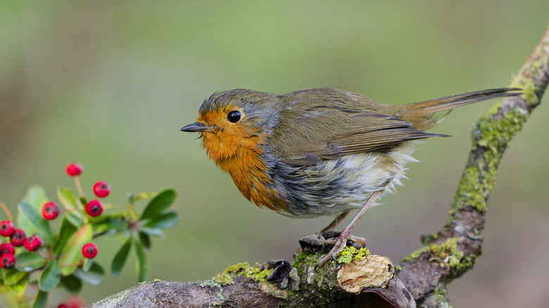 A brightly colored robin sitting on a tree branch