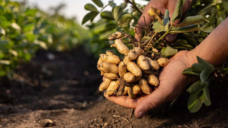 A person holding a bunch of peanuts