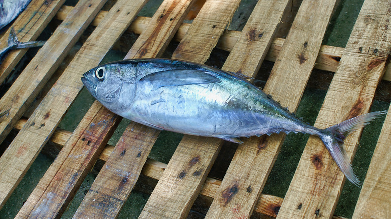 Bigeye tuna at fish market
