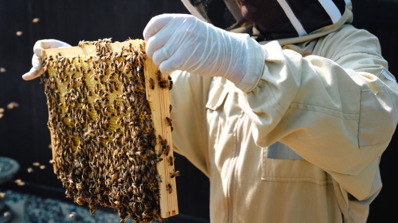 A beekeeper collects honey from a hive
