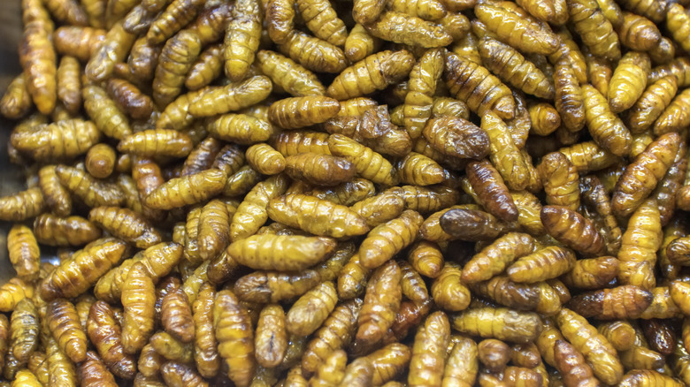 Asian delicacy, fried silkworms