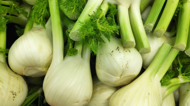 A pile of fennel bulbs