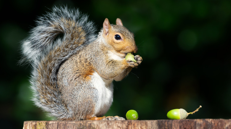 A squirrel eating acorns