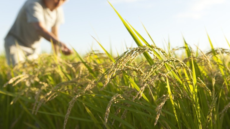 A farmer tending to a field of rice.