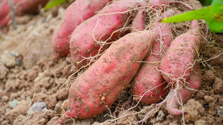 Freshly picked sweet potatoes in the dirt