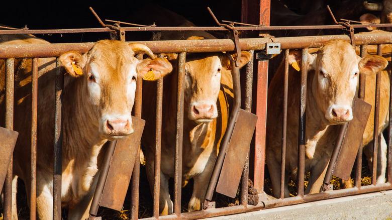 Cows photographed in a stable.
