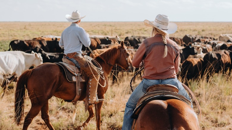 Cowboys herding cattle on a ranch.
