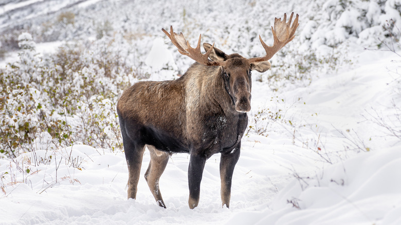 A moose in Alaska in winter with snow