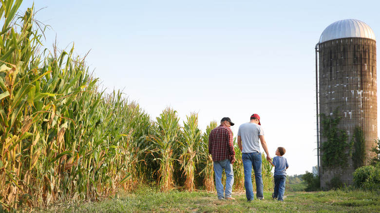 a family farm walking next to cornfields in Iowa